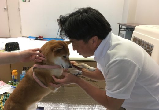 災害時同伴避難所へのペット用物資の提供 西日本豪雨（2018年7月） 一般社団法人 動物共生・福祉協会 Paw in Hand